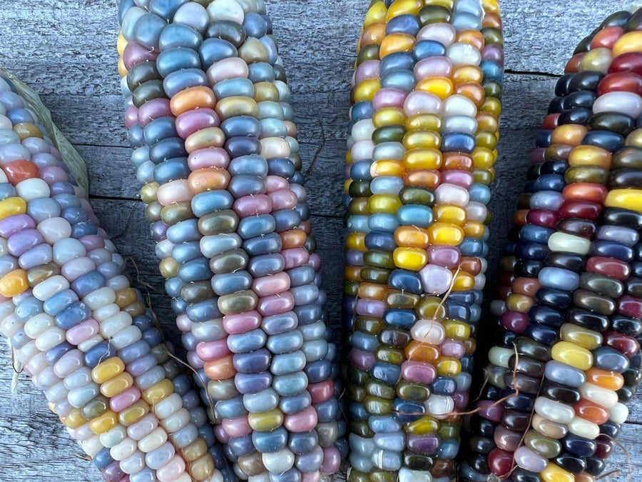 Maïs pop corn glass gem