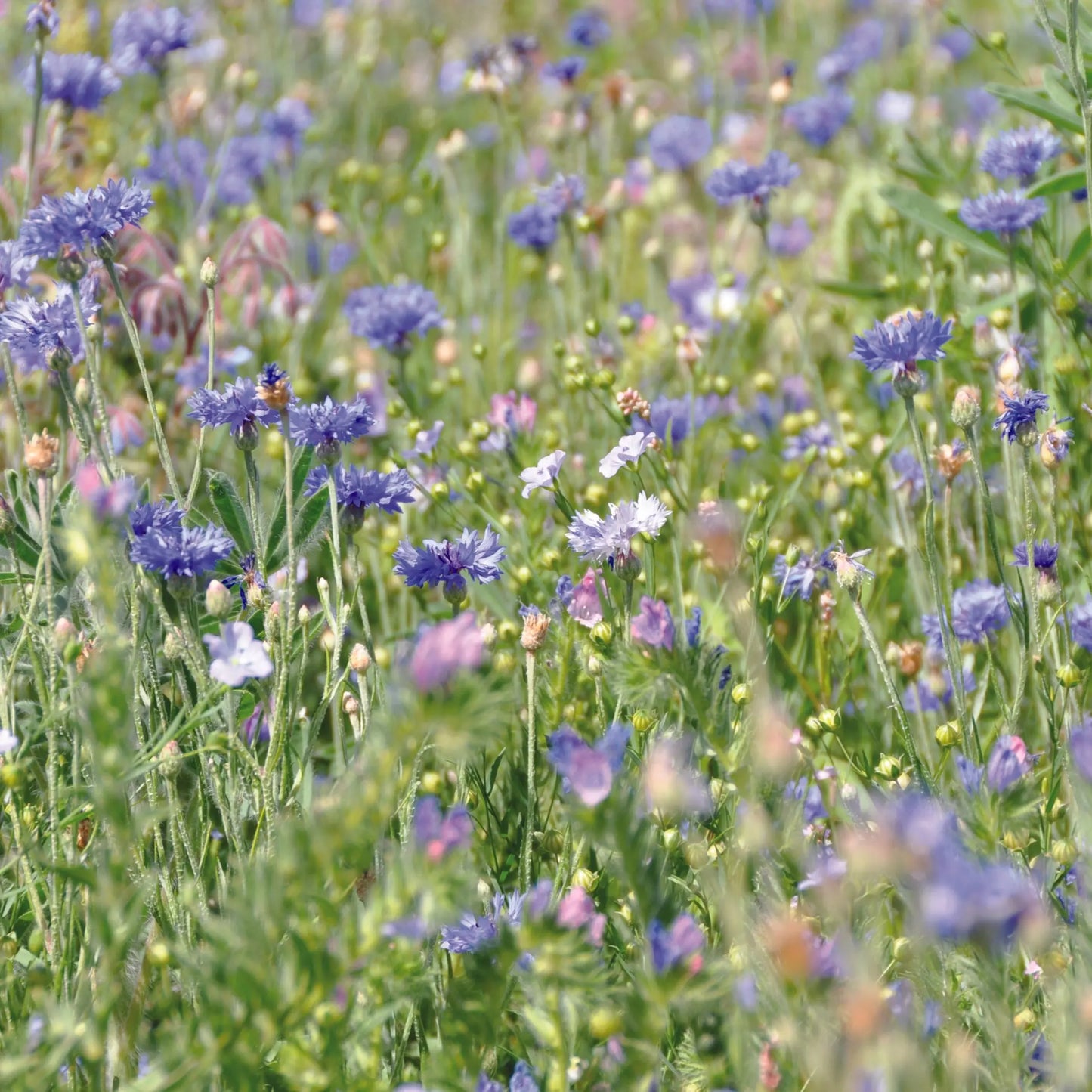 MELANGE FLEURI - CAMAÏEU BLEU NT 25 g