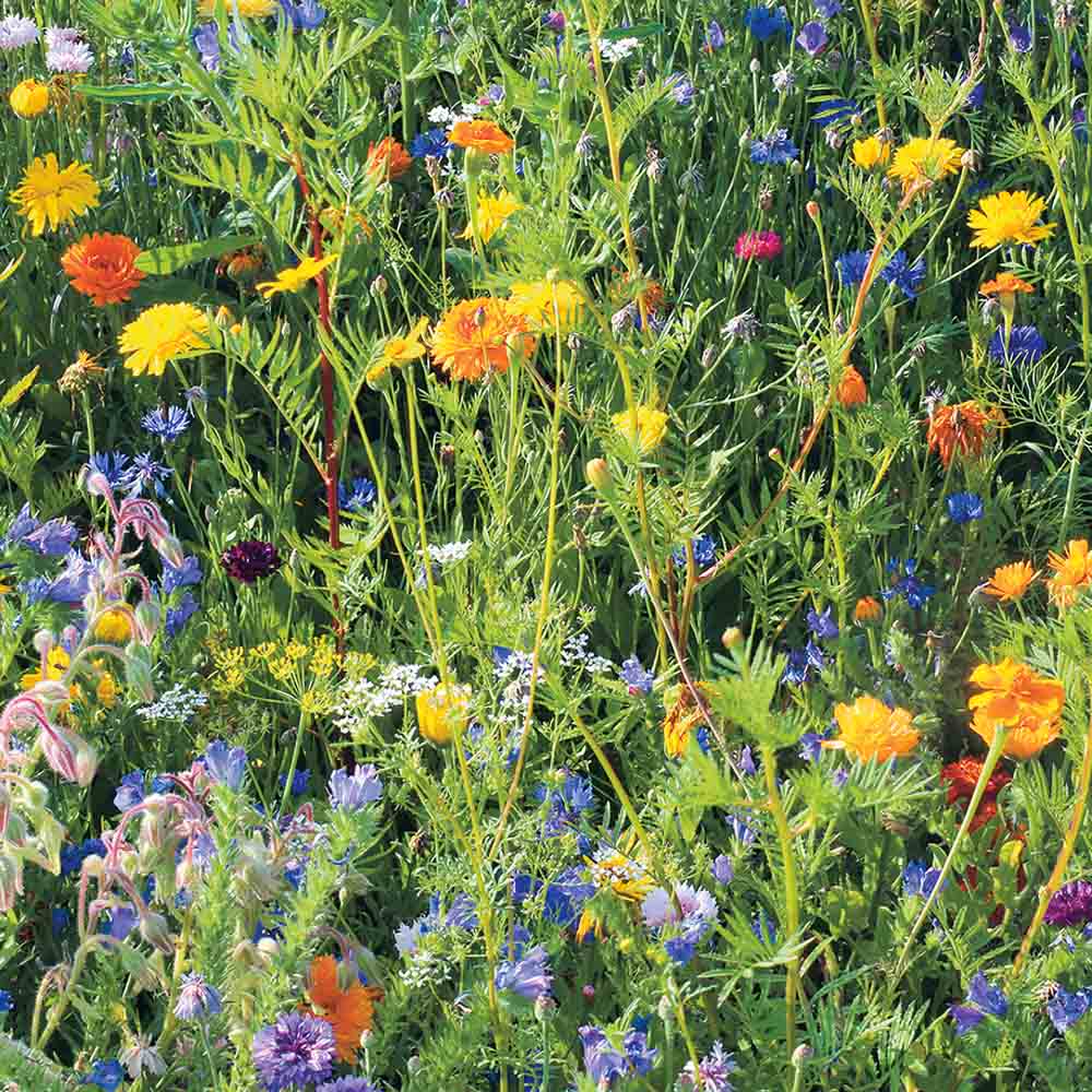 MELANGE FLEURI - FLEURS SAUVAGES AUXILIAIRES DE CULTURE NT 25 g