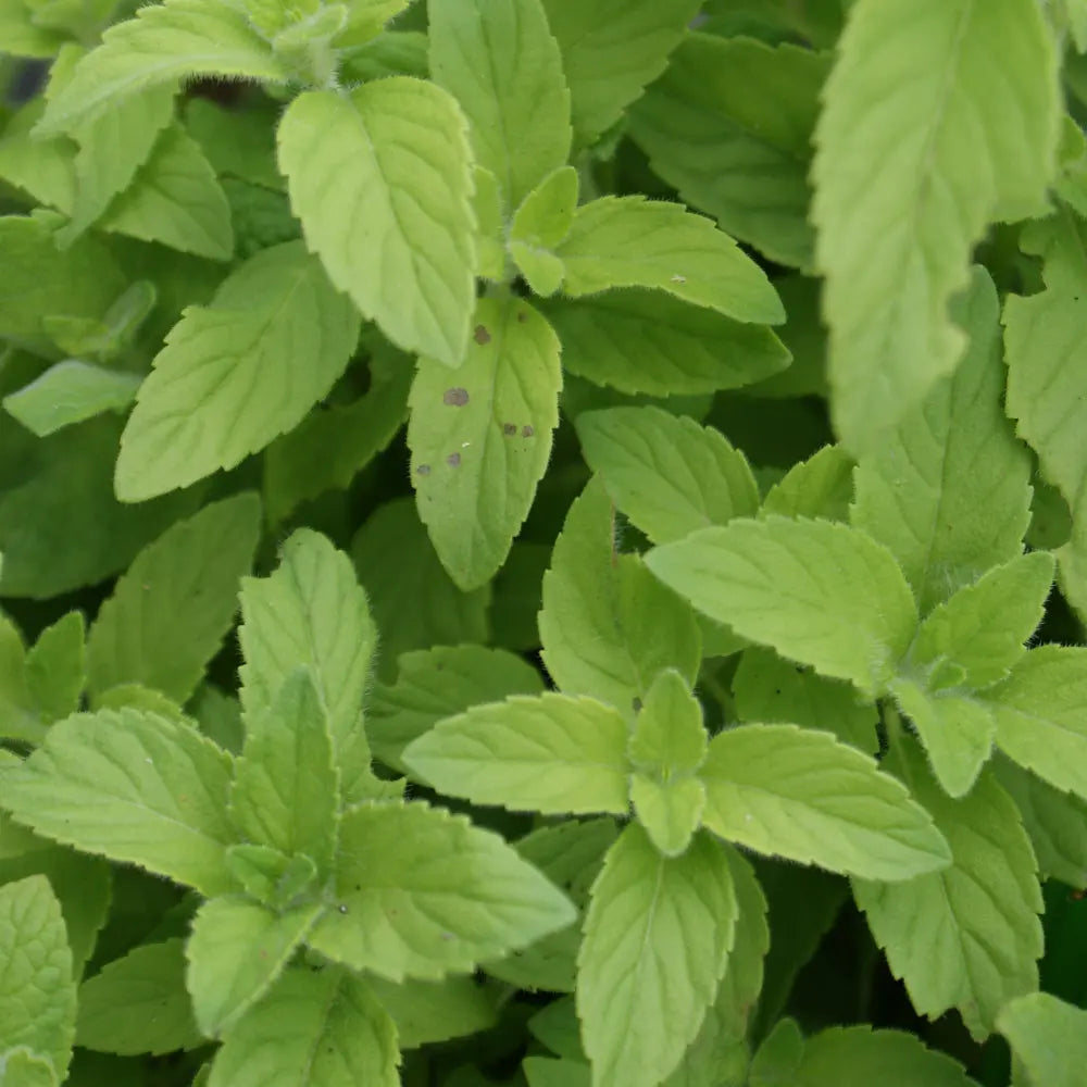 MENTHE BANANE AB - PLANT