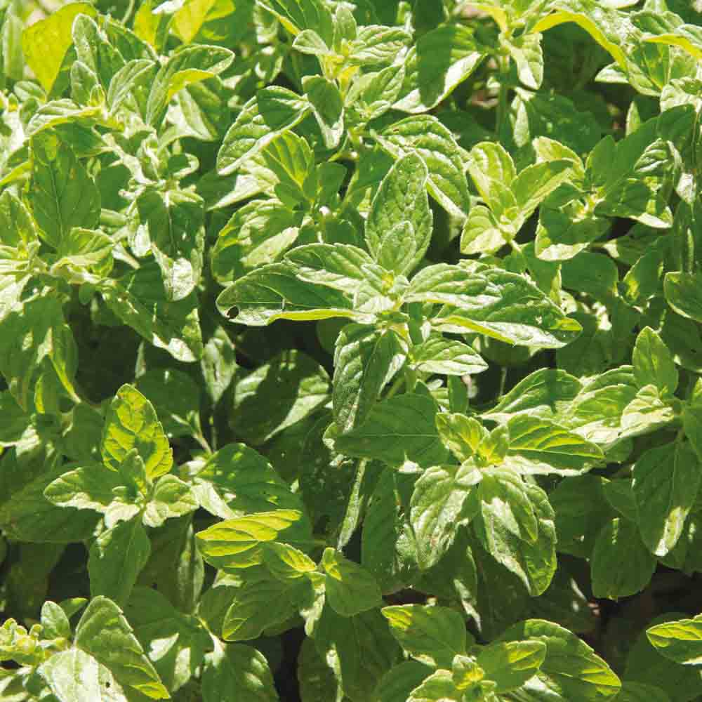 MENTHE GLACIALE OU RICQLES AB - PLANT