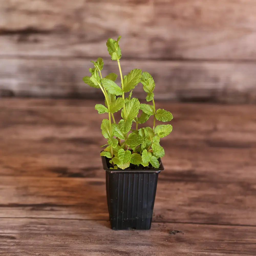 MENTHE MAROCAINE AB - PLANT