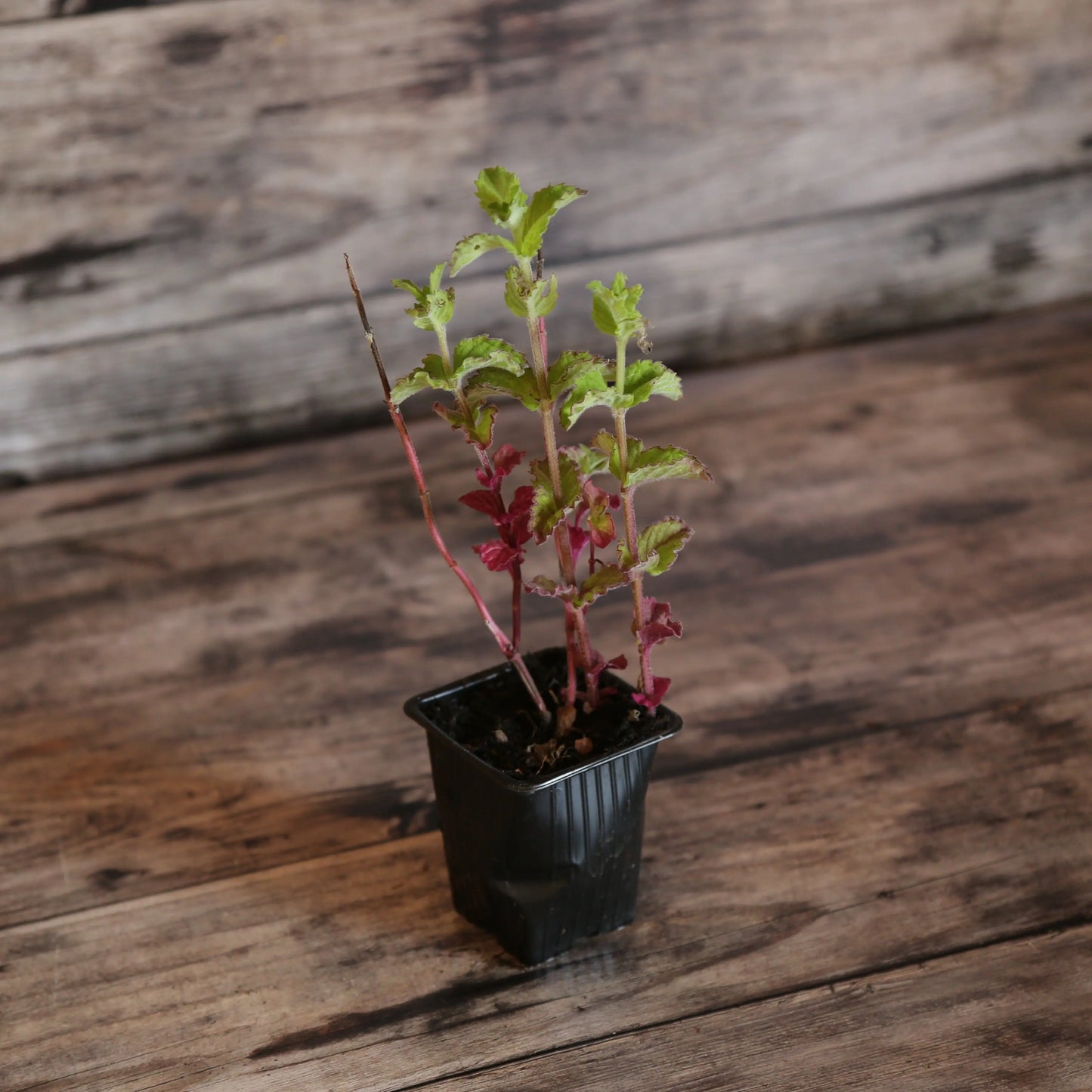 MENTHE POMME AB - PLANT