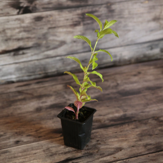 MENTHE REGLISSE AB - PLANT