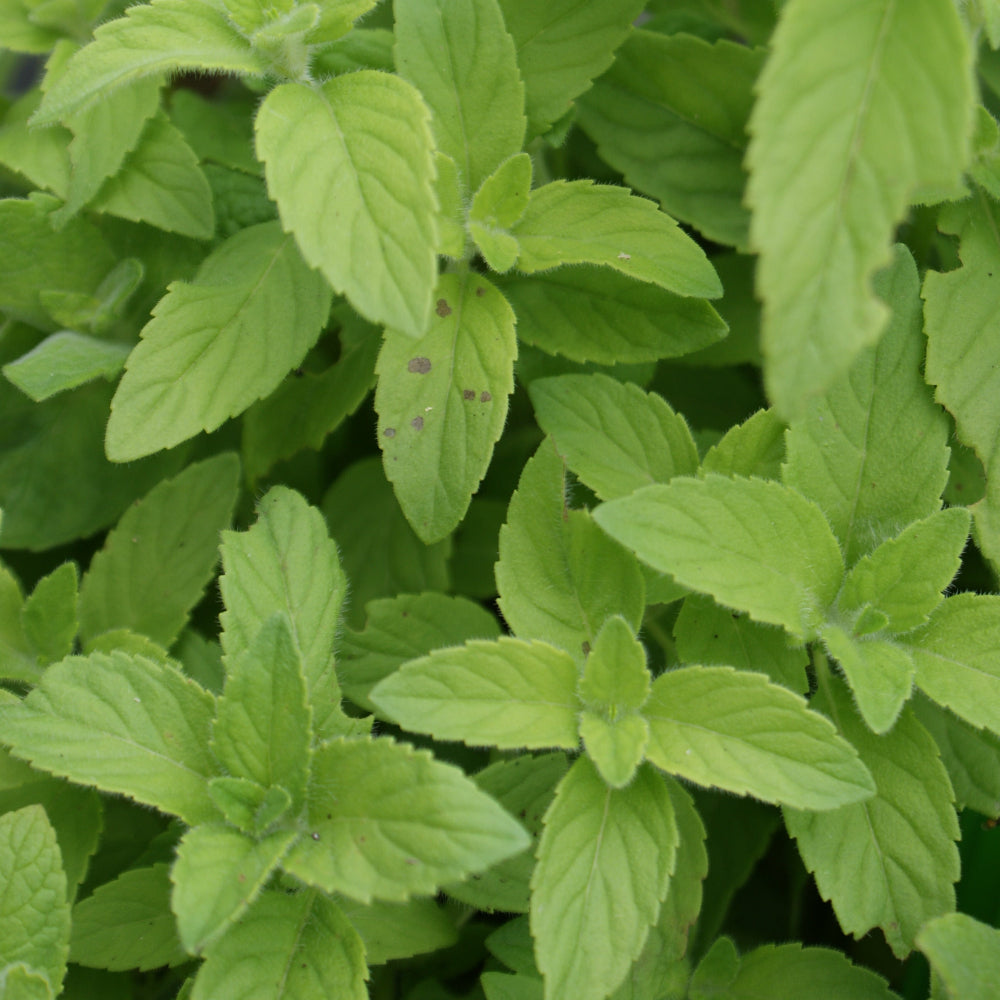 MENTHE BANANE AB - PLANT