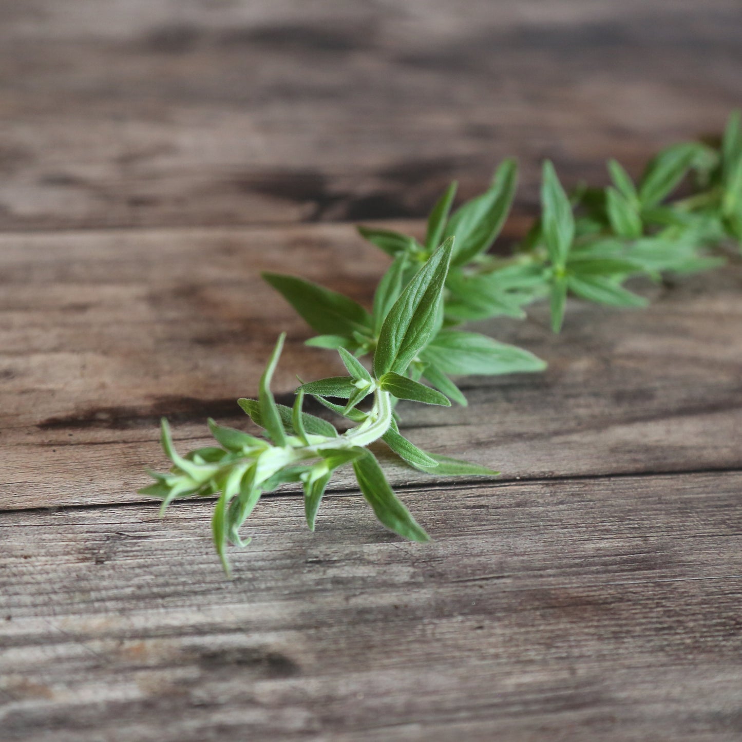 MENTHE GLACIALE DES MONTAGNES AB