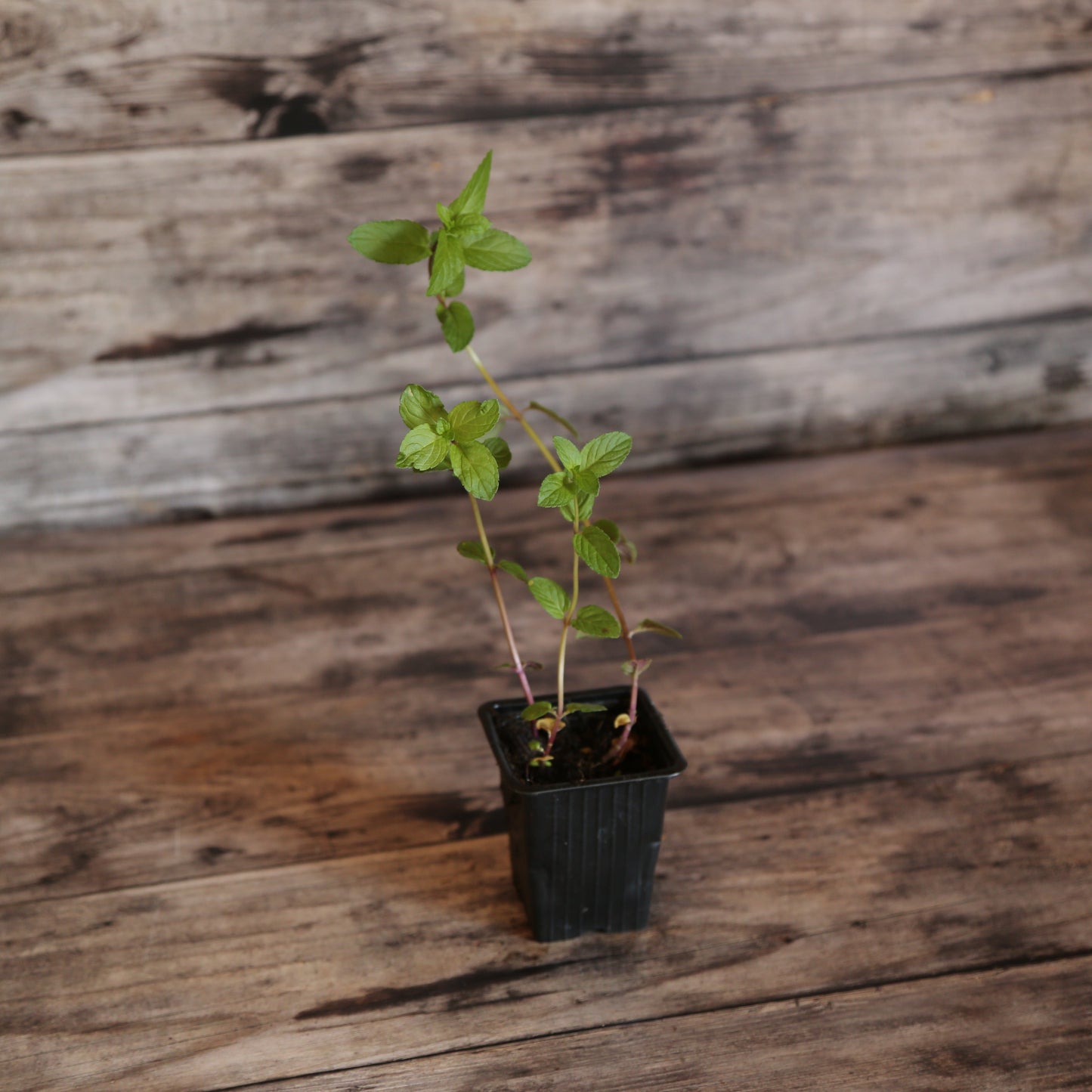 MENTHE POIVREE AB - PLANT