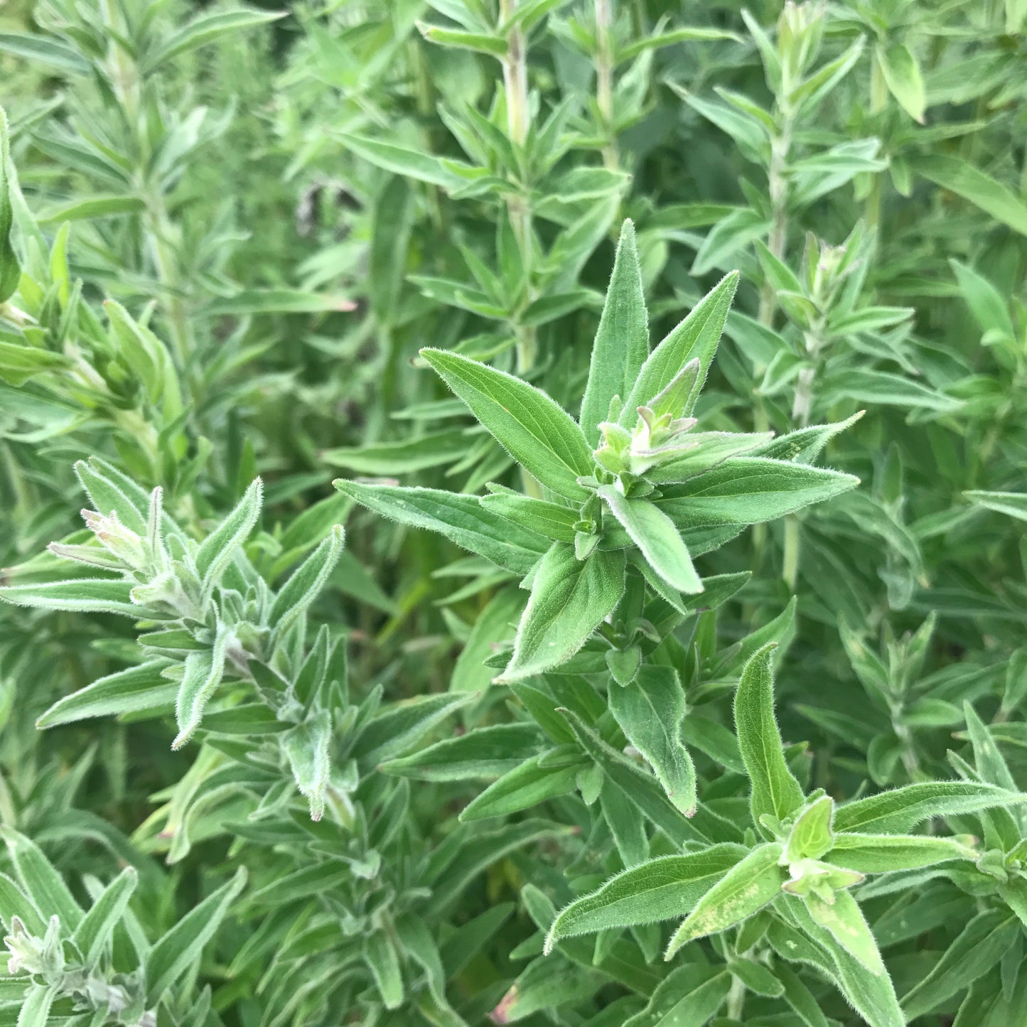 MENTHE GLACIALE DES MONTAGNES AB