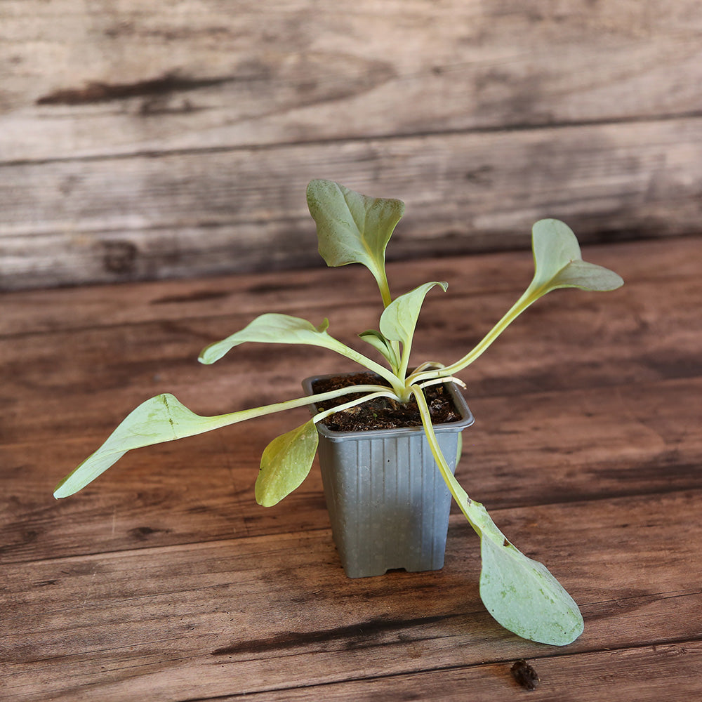 MERTENSIA MARITIMA PLANTE A HUITRE - PLANT
