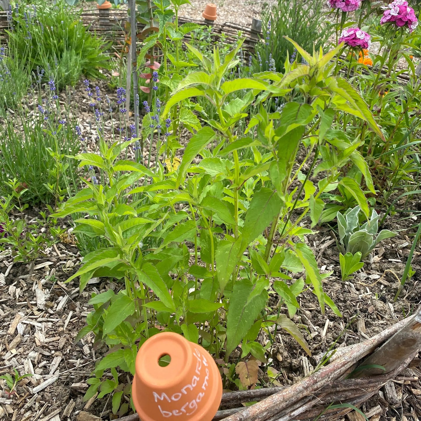 MONARDE BERGAMOTE SAUVAGE NT
