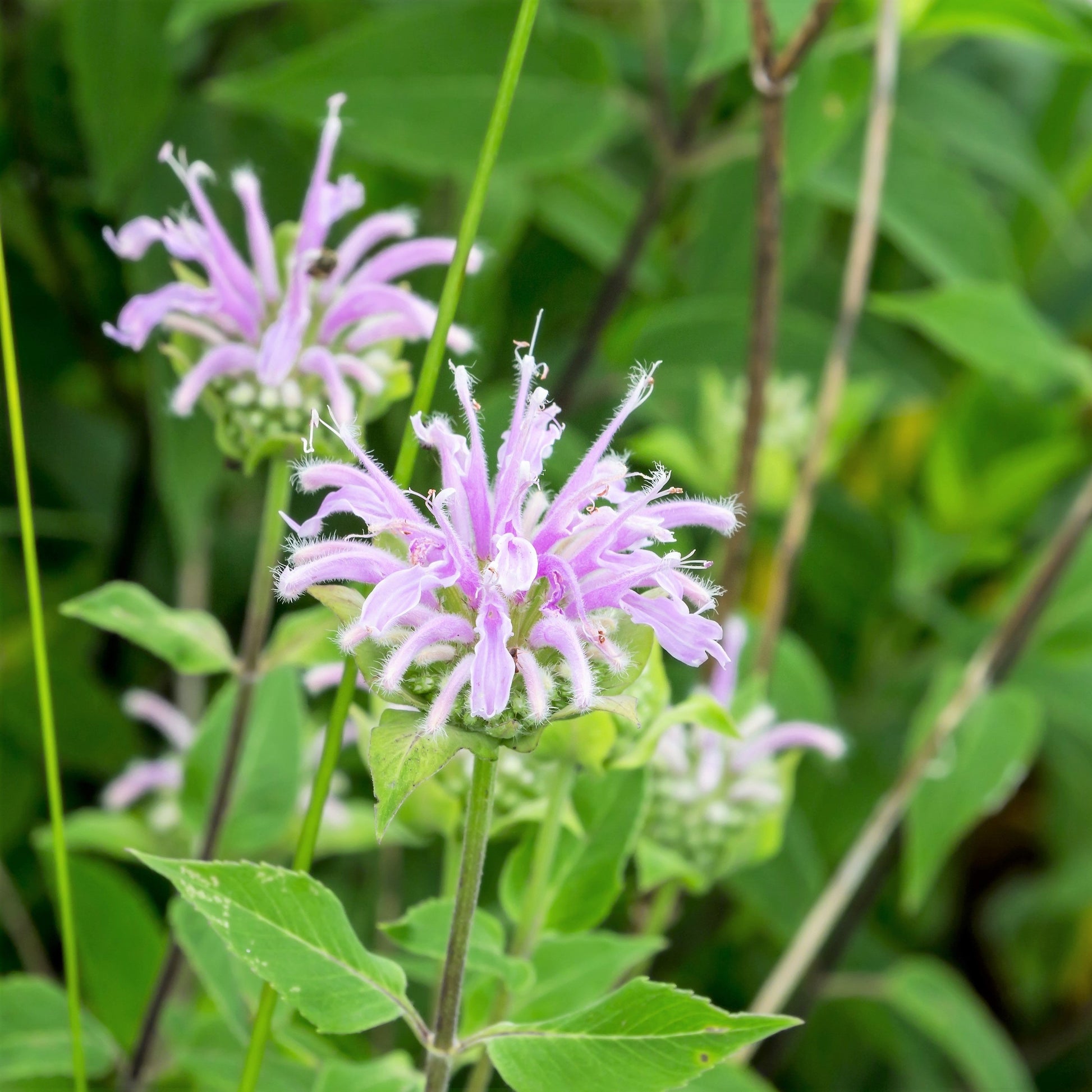 MONARDE BERGAMOTE SAUVAGE NT