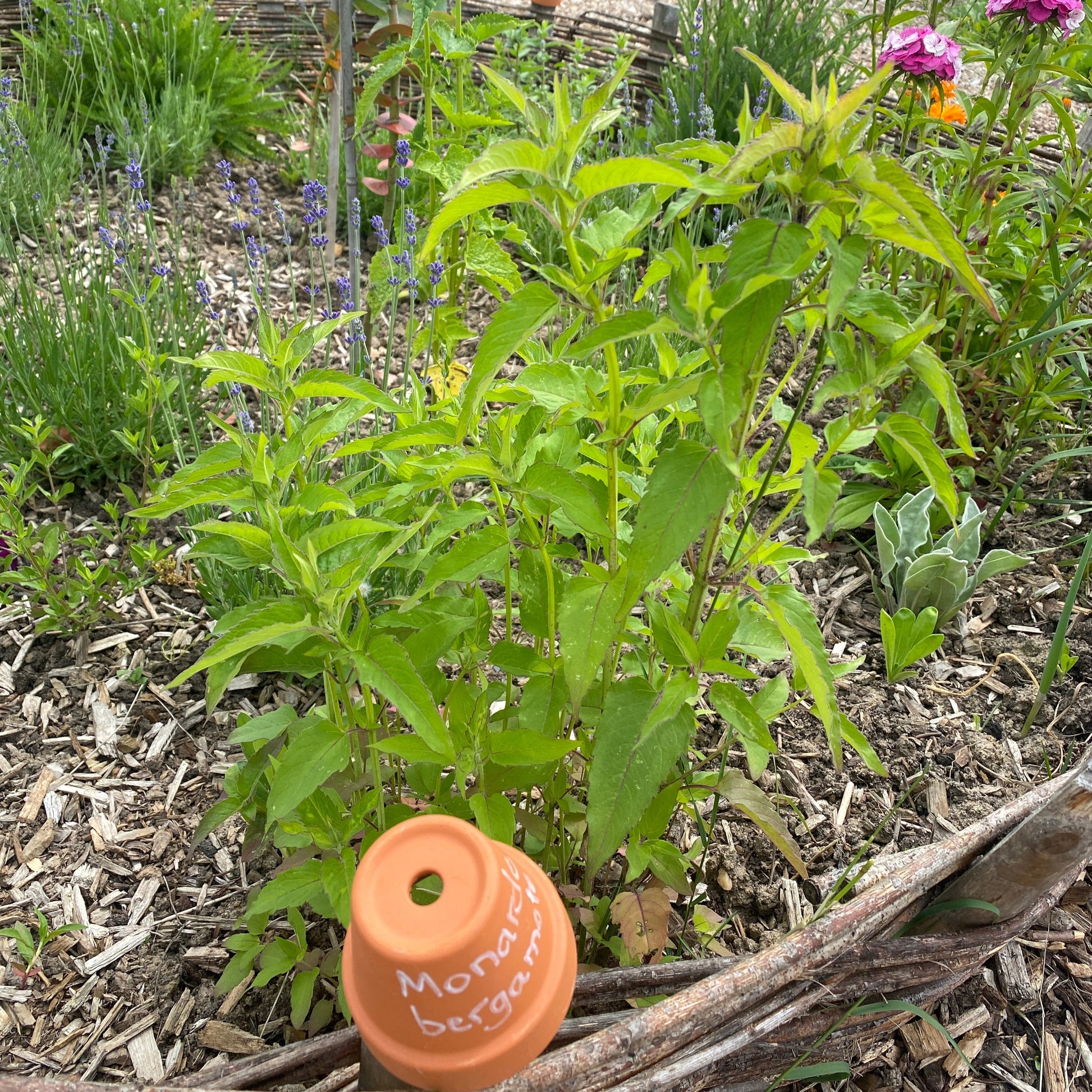 MONARDE BERGAMOTE SAUVAGE NT