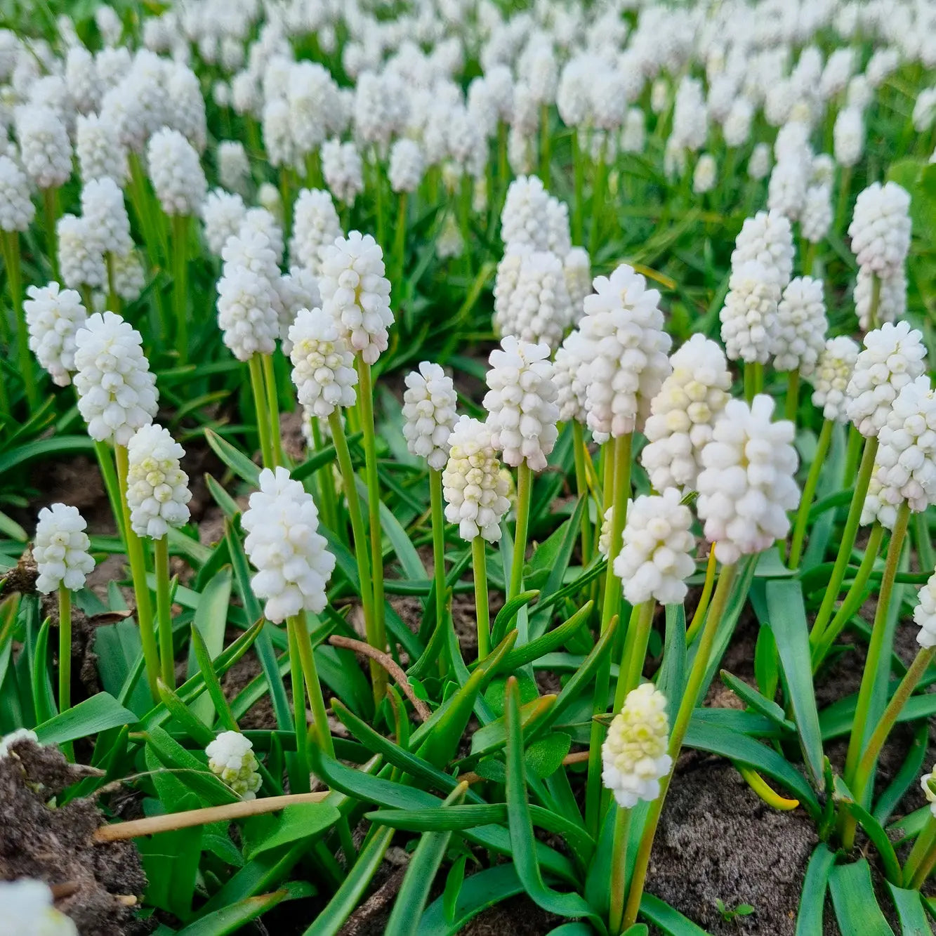 MUSCARI CASABLANCA