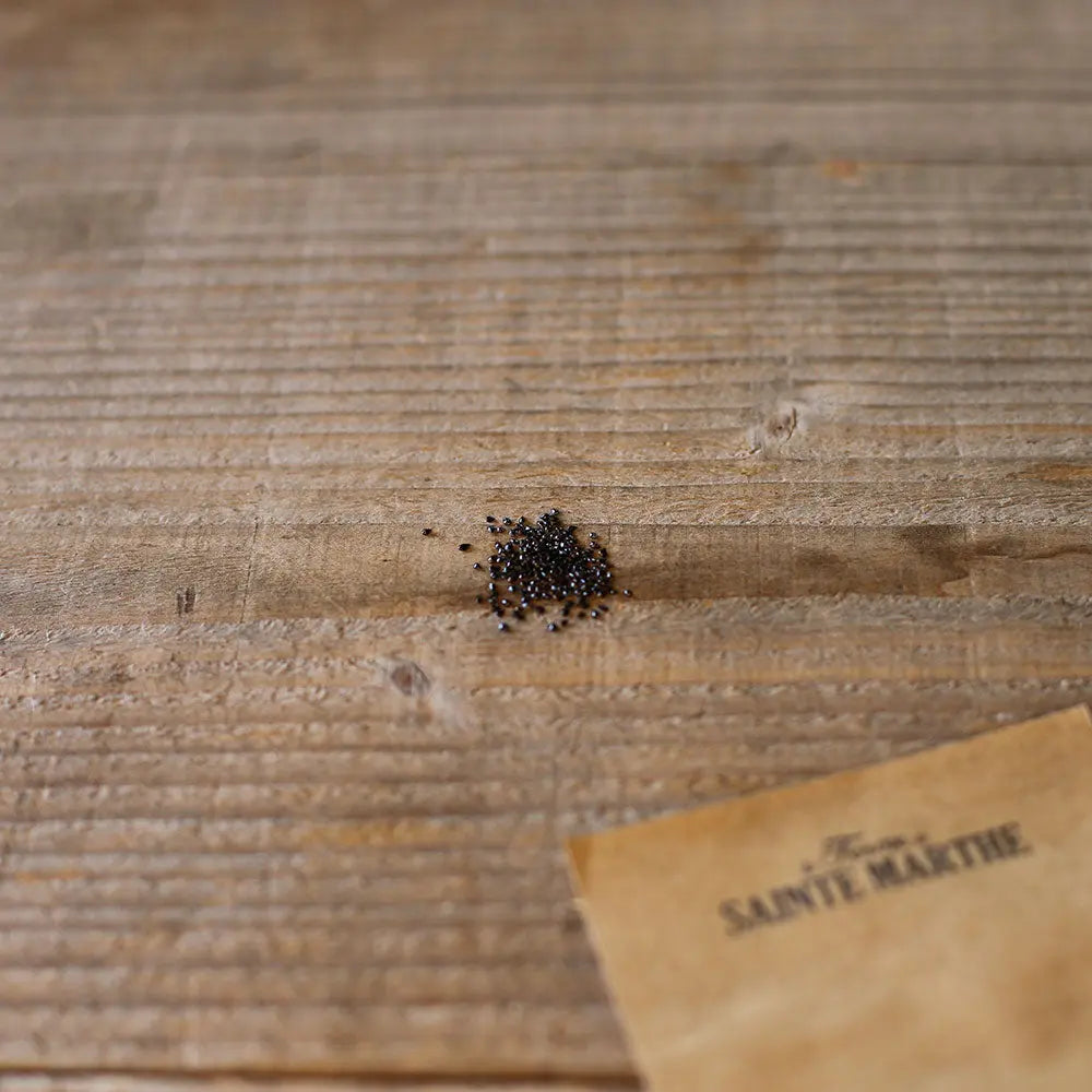 MYOSOTIS DES ALPES BLEU NT