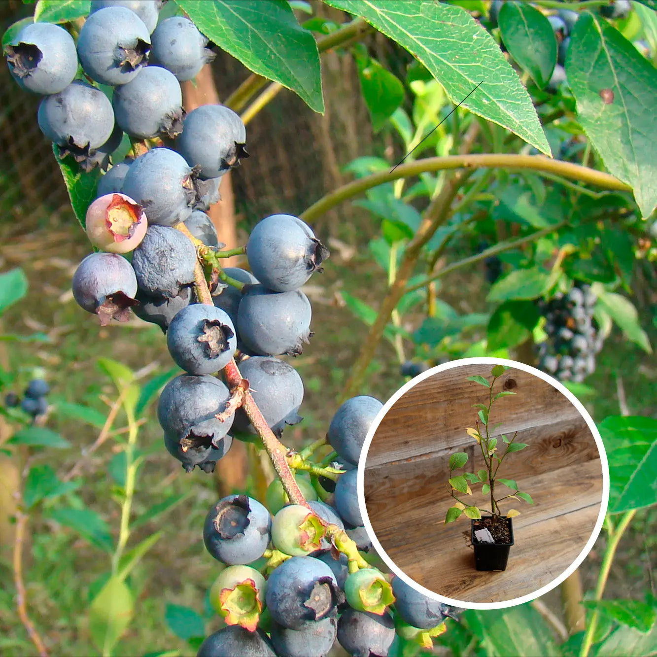 MYRTILLIER ARBUSTIF ESTIVE AB - PLANT