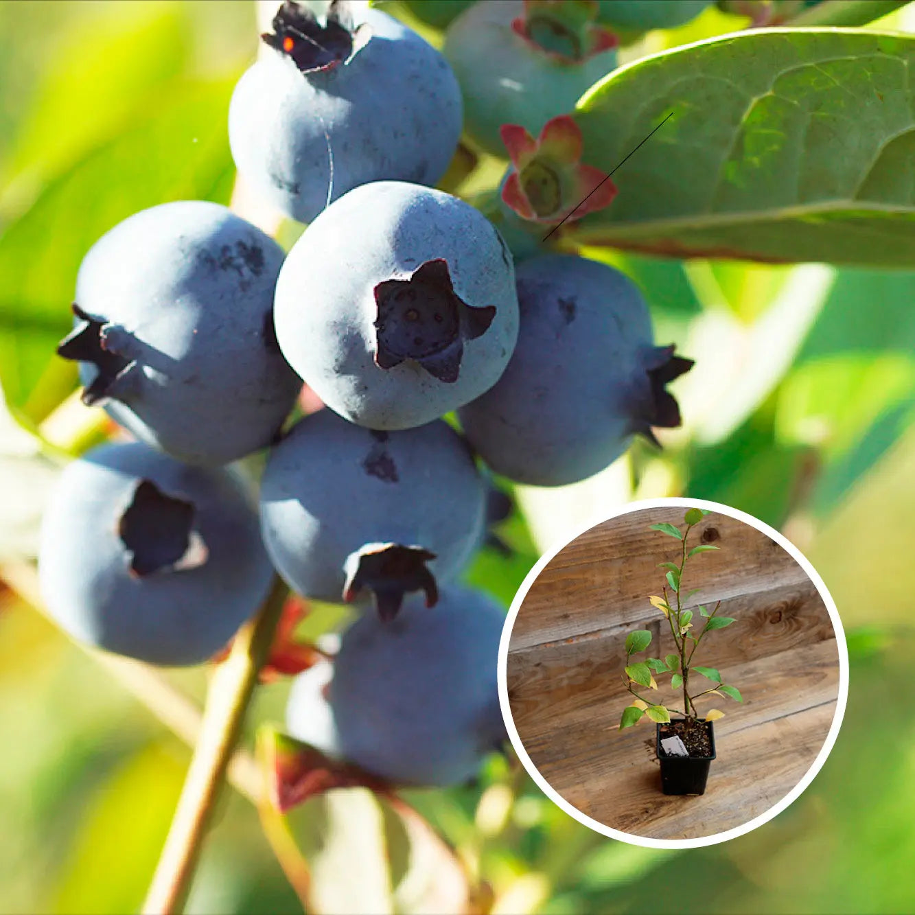 MYRTILLIER EARLIBLUE AB - PLANT