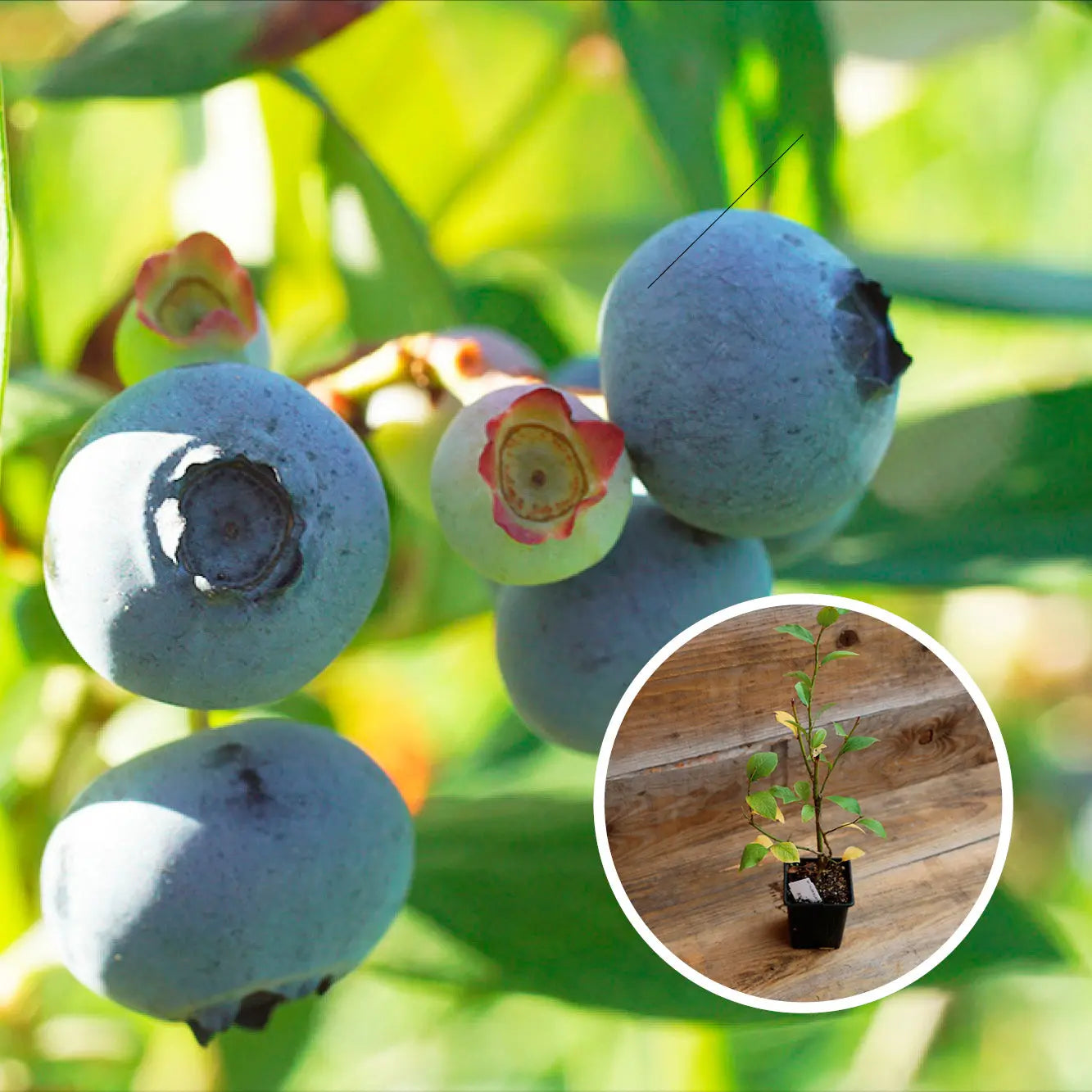 MYRTILLIER ELLIOTT AB - PLANT