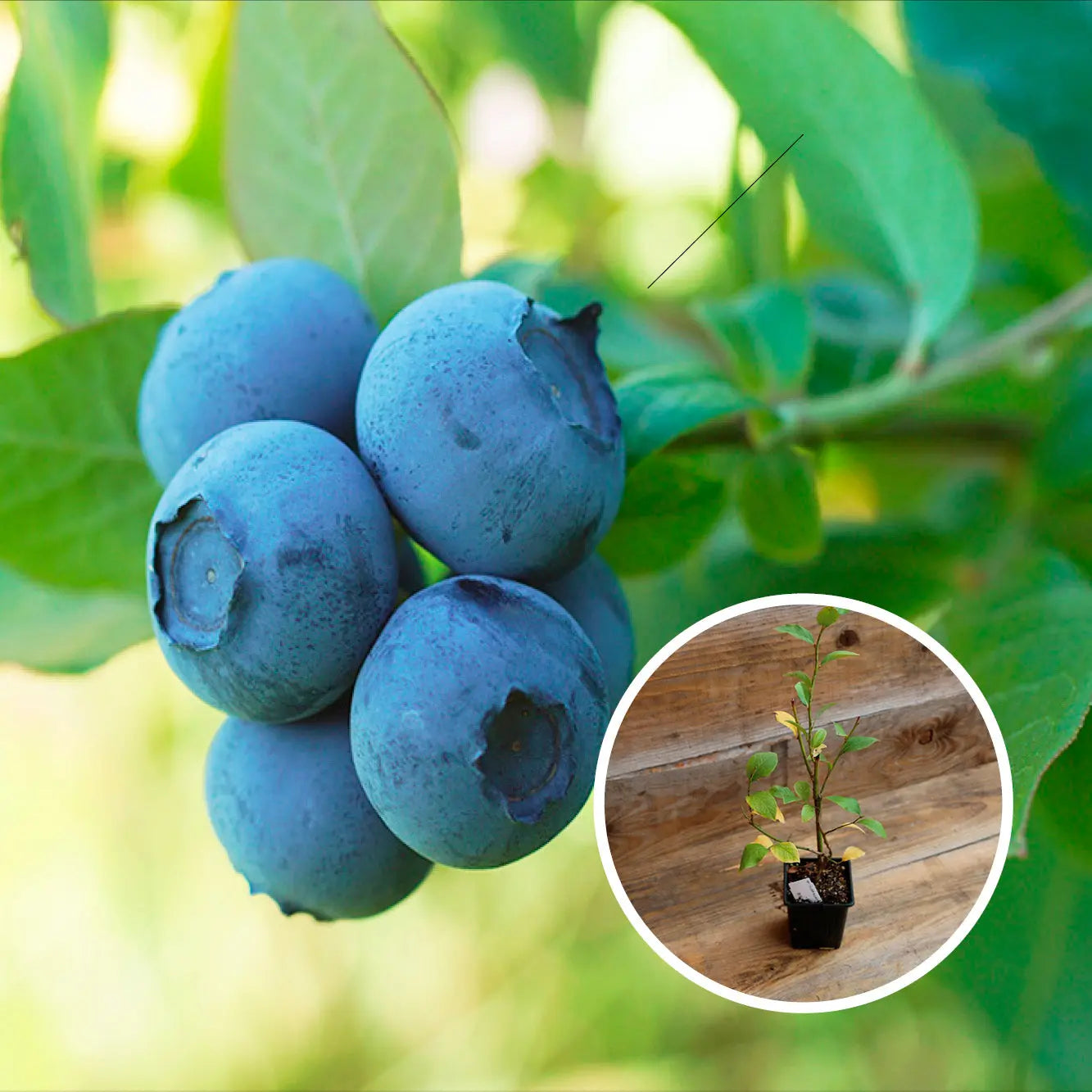 MYRTILLIER NORTHLAND AB - PLANT