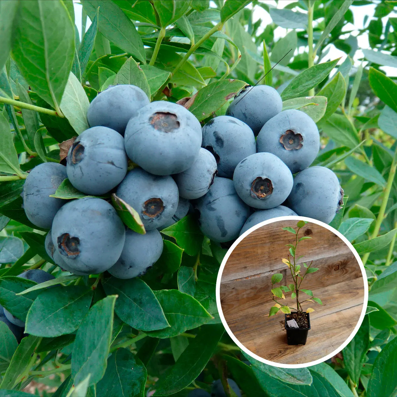 MYRTILLIER SUNSHINE BLUE AB - PLANT