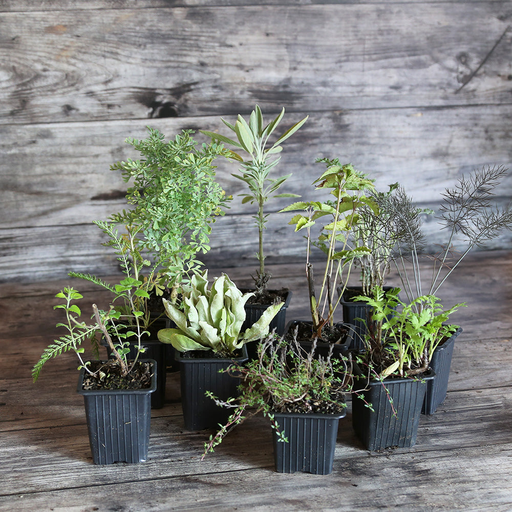 COLLECTION 10 PLANTS - MELLIFÈRES ET UTILES AU POTAGER