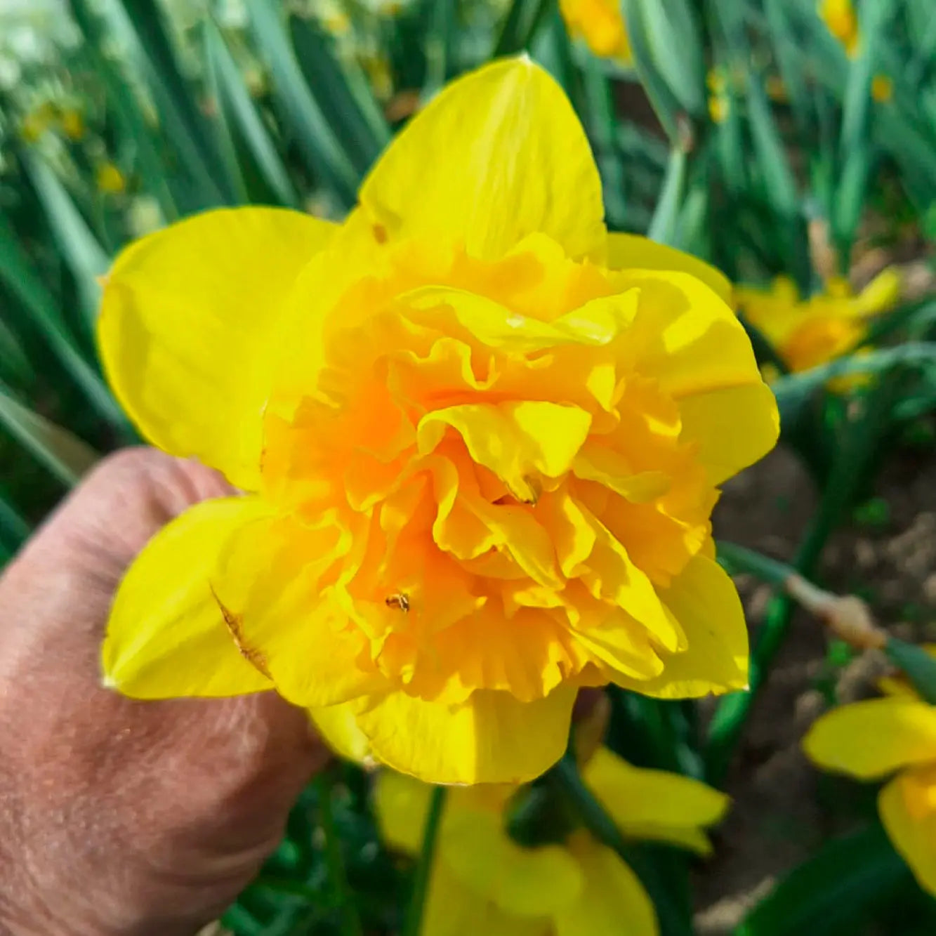 NARCISSE DICK WILDEN