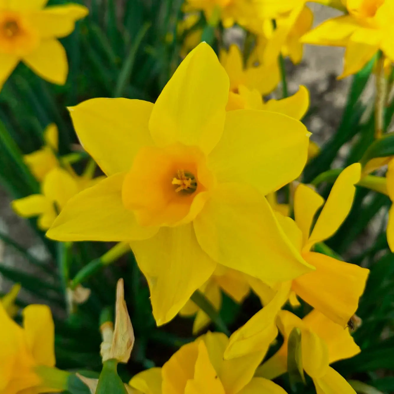 NARCISSE GOLDEN CARPET