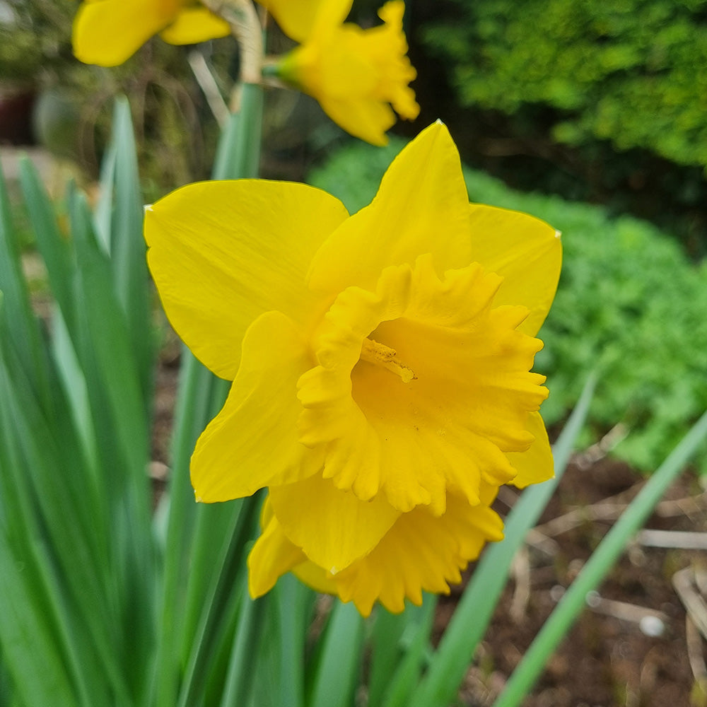 NARCISSE STANDARD VALUE AB