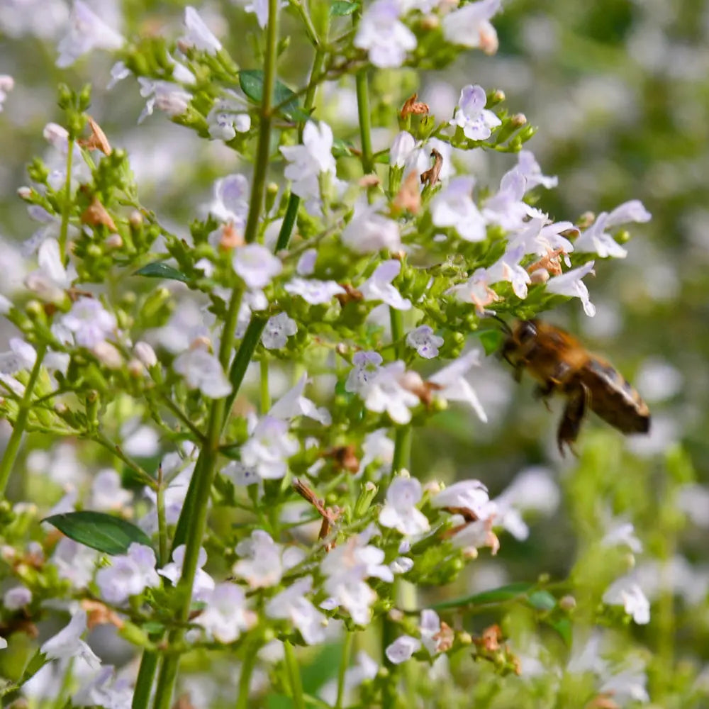 NEPITA CORSE AB - PLANT