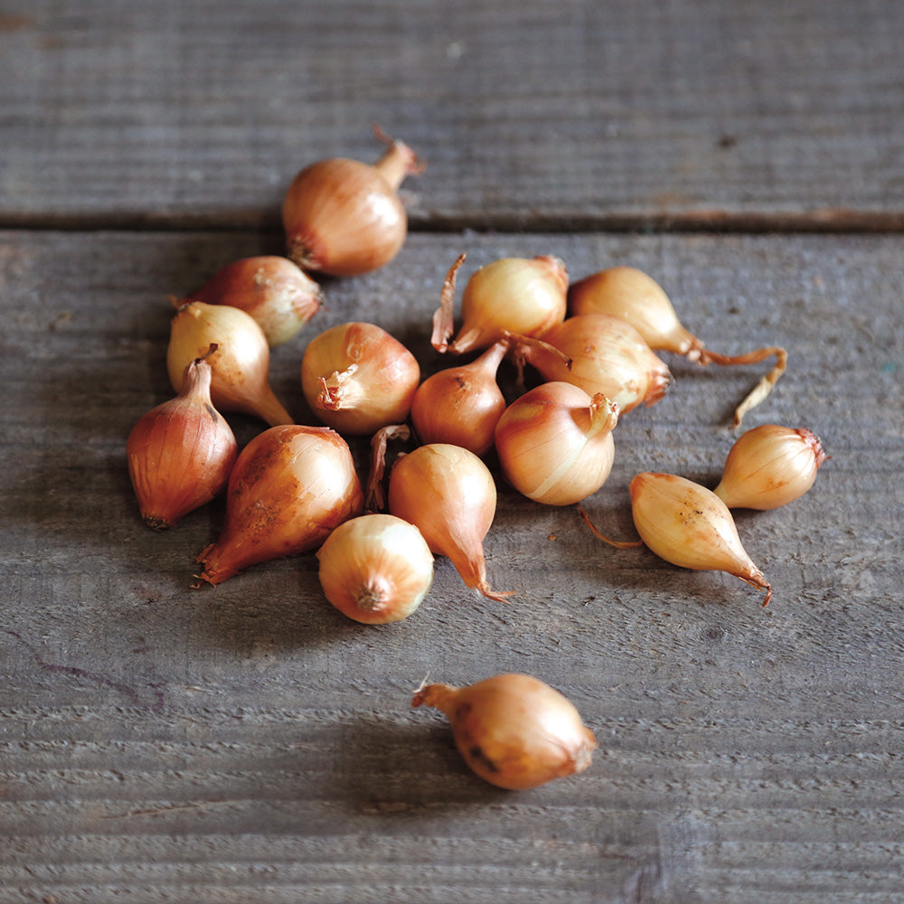 OIGNON JAUNE STUTTGARTER NT (bulbilles)