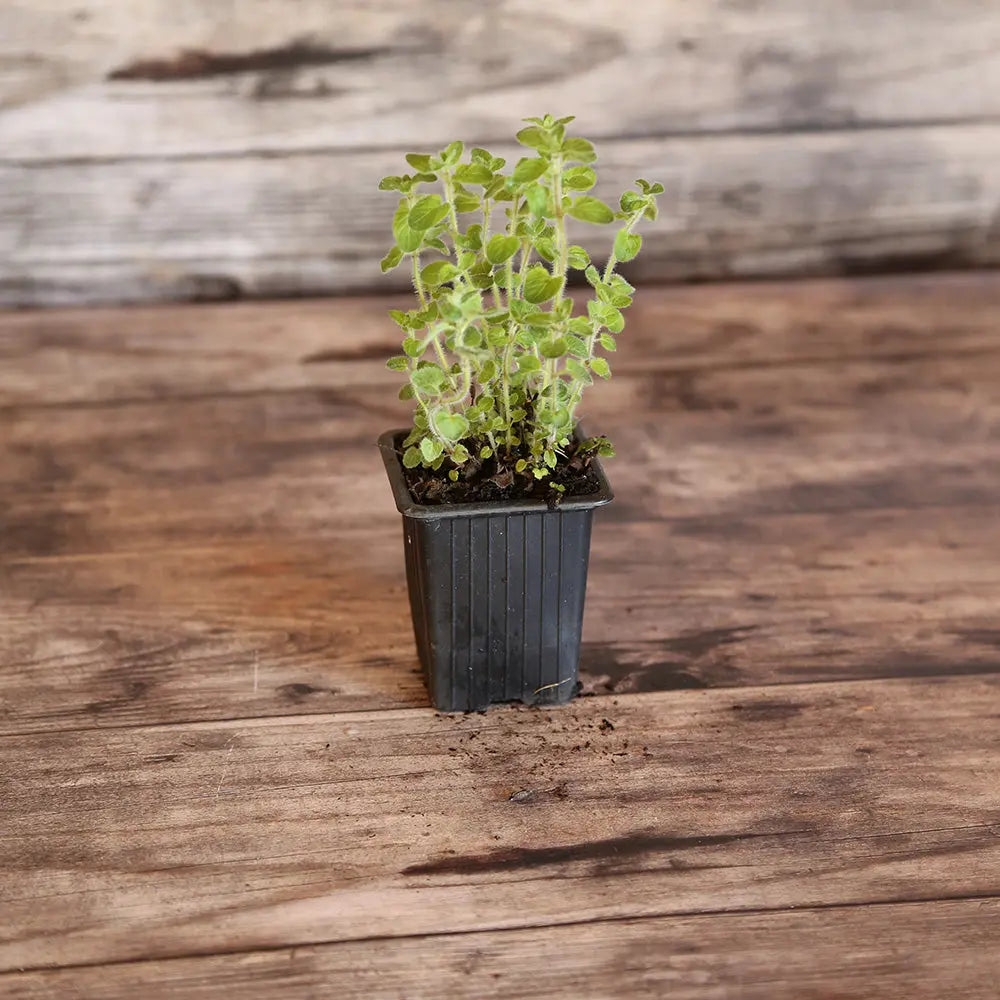 GEMEINSAMES OREGANO ODER WILDES MARJOLAN AB