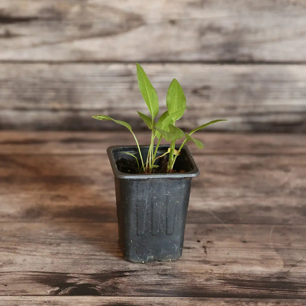 OSEILLE EPINARD RUMEX PATIENTA AB - PLANT