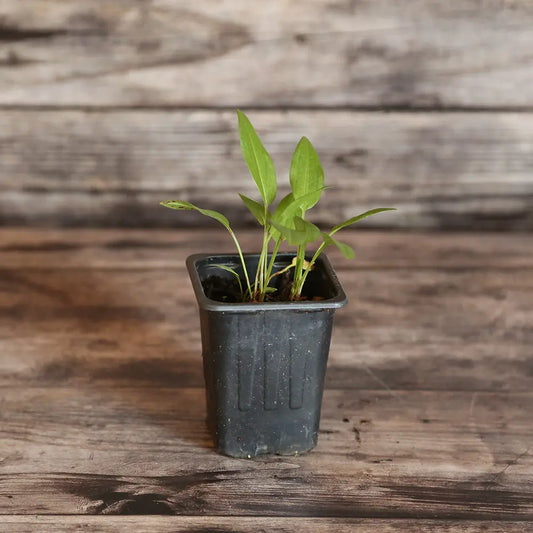 OSEILLE EPINARD RUMEX PATIENTA AB - PLANT