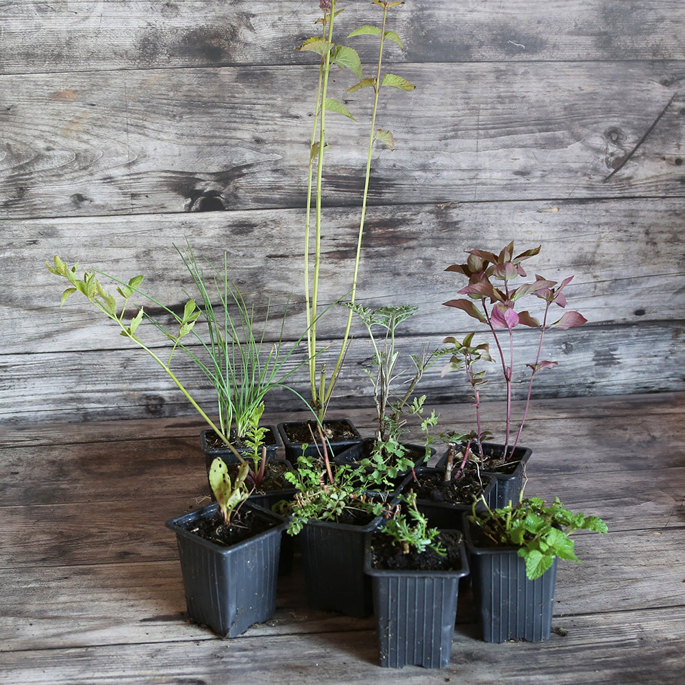 COLLECTION 10 PLANTS - OMBRE