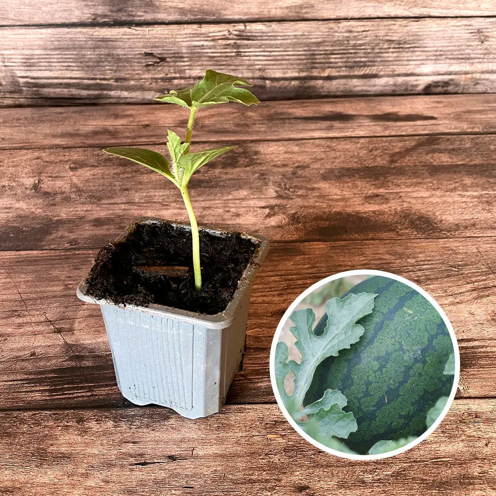 PASTEQUE SUGAR BABY AB - PLANT