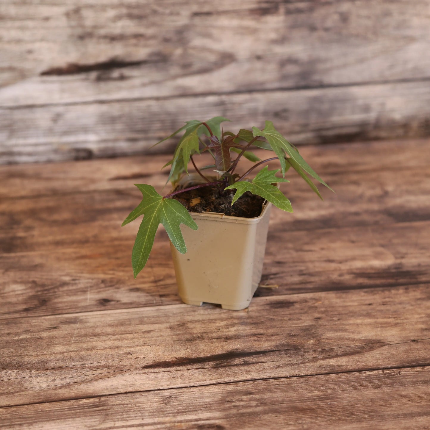 PATATE DOUCE SAKURA - PLANT AB