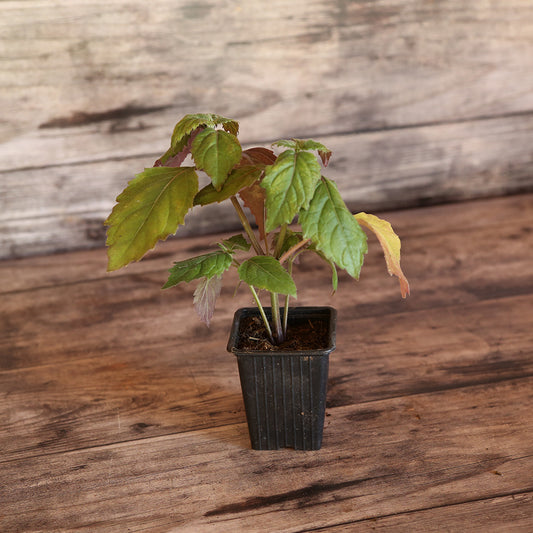 PATCHOULI - PLANT