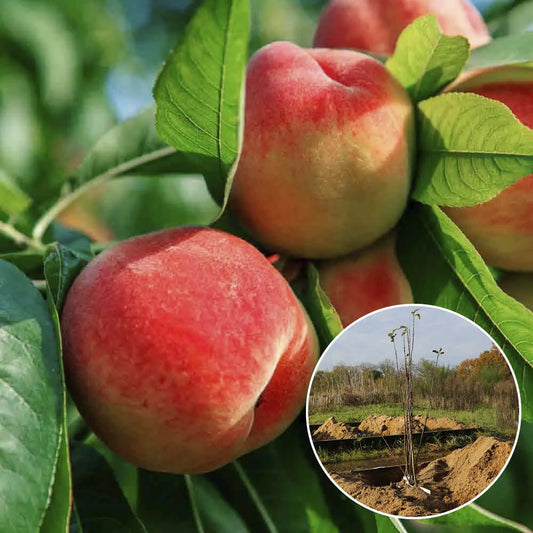 PECHER BELLE DES CROIX ROUGES AB