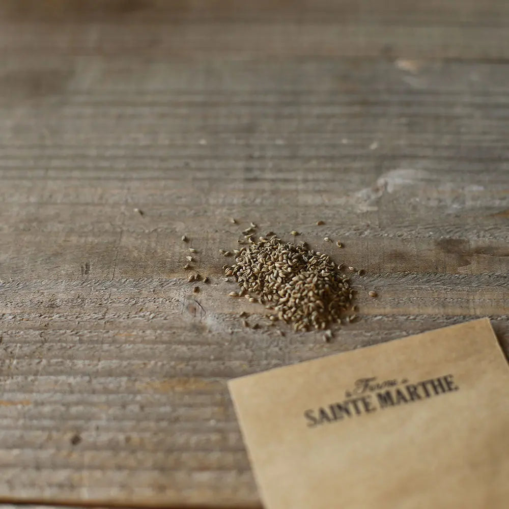 PERSIL FRISE VERT FONCÉ AB