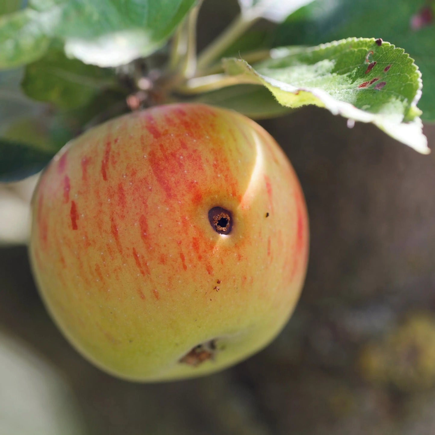 PHEROMONES CONTRE LE VER DE LA POMME, POIRE ET NOIX