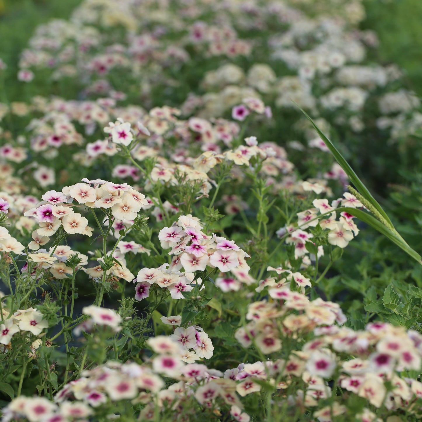 PHLOX CHERRY CARAMEL AB