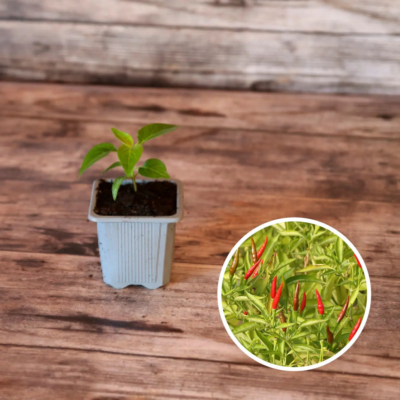 PIMENT DE CAYENNE AB - PLANT