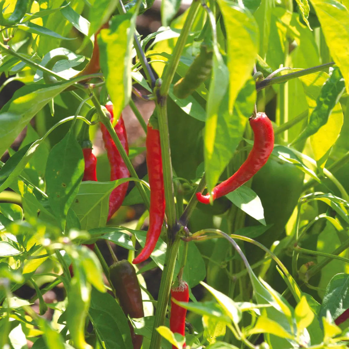 PIMENT DE CAYENNE AB
