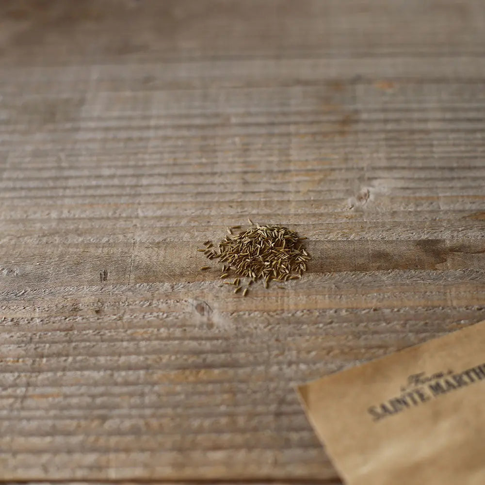 PISSENLIT SAUVAGE AB