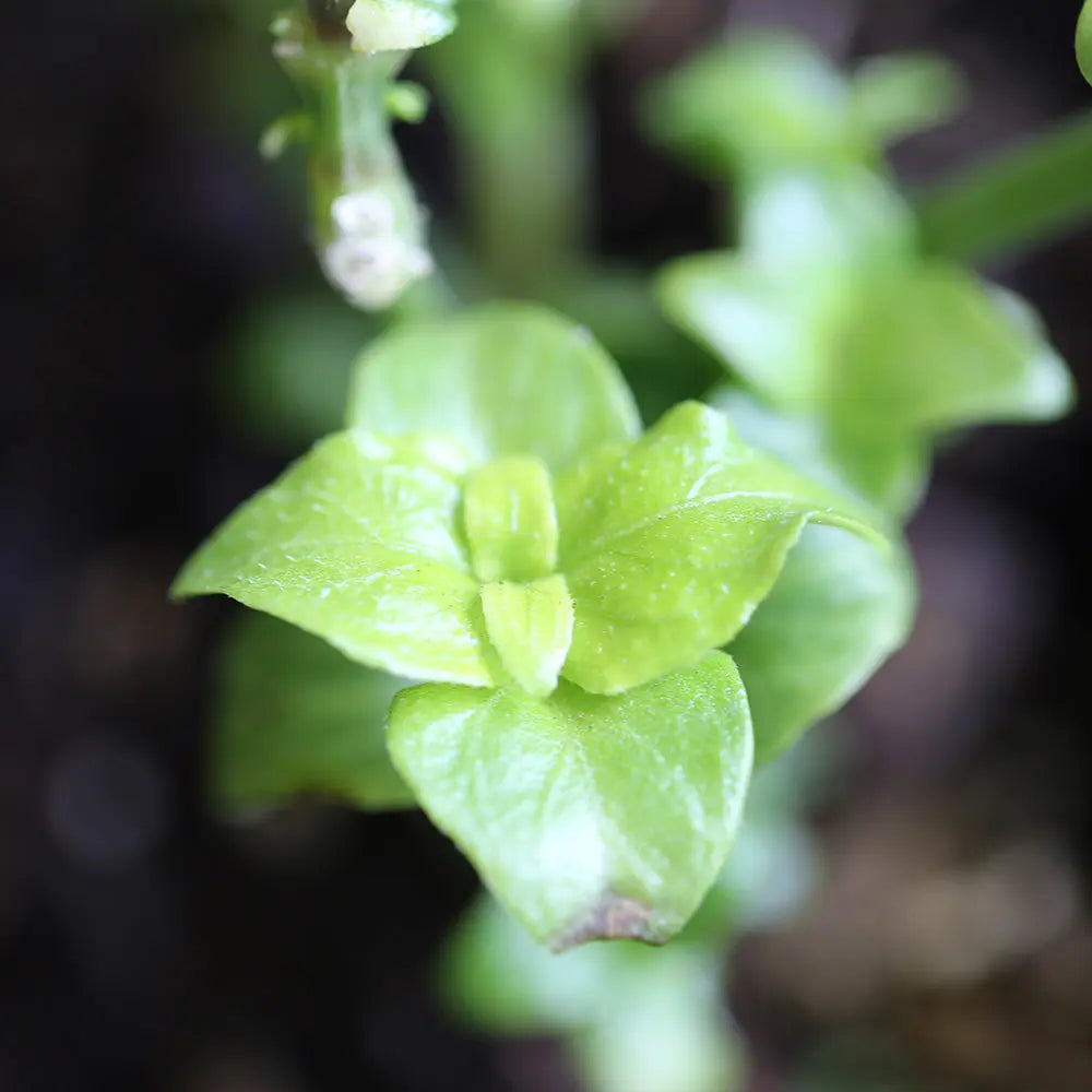 PLANTE CHAMPIGNON AB - PLANT