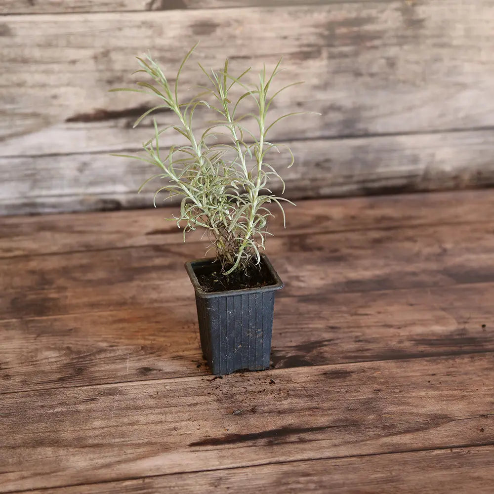 PLANTE CURRY OU HELICHRYSE AB - PLANT