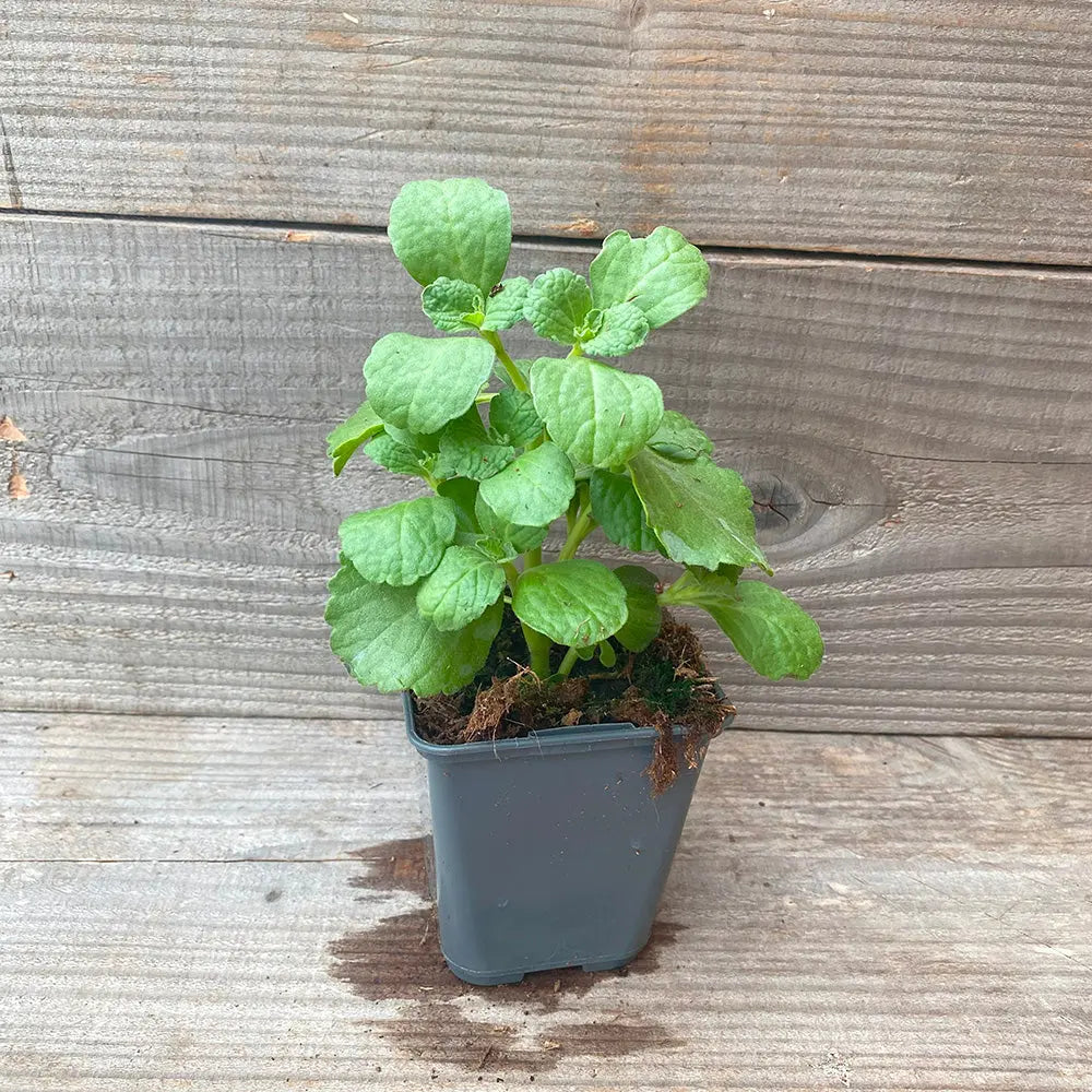 PLECTRANTHUS COLEUS CANINA AB - PLANT