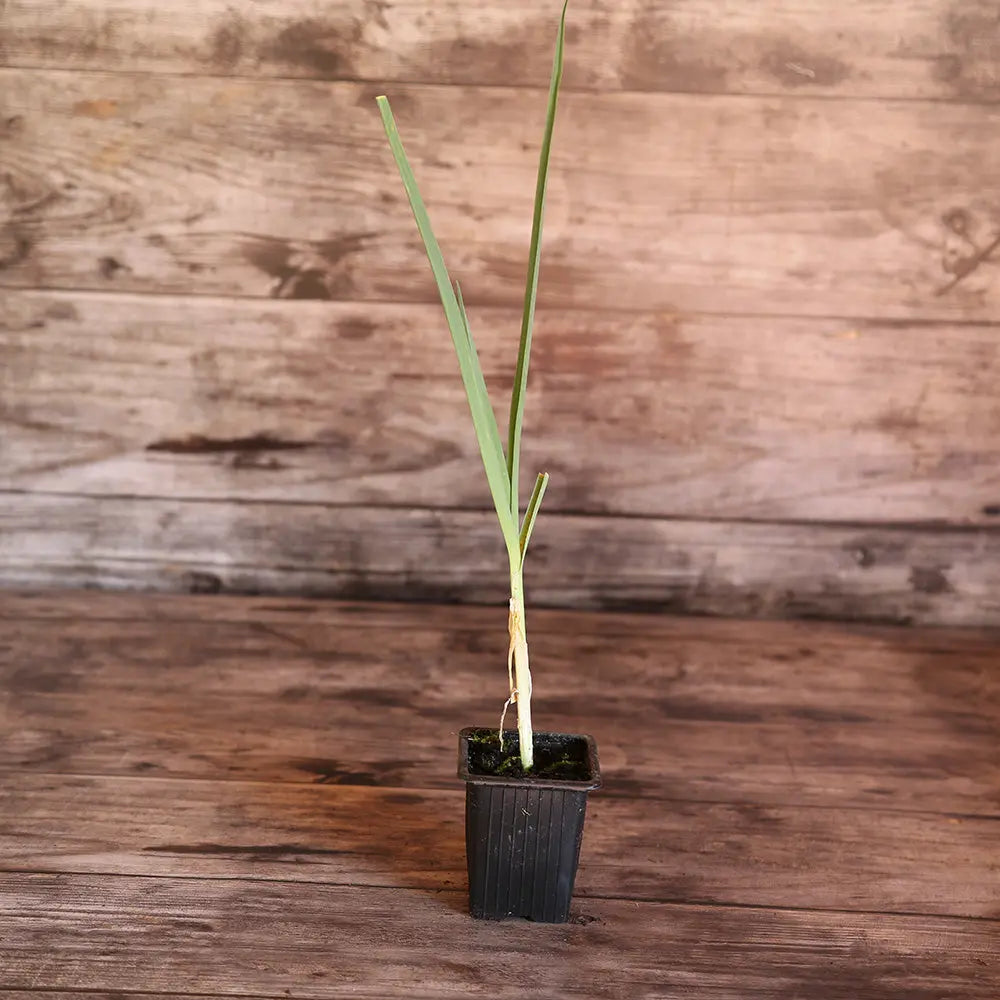 POIREAU PERPETUEL AB - PLANT