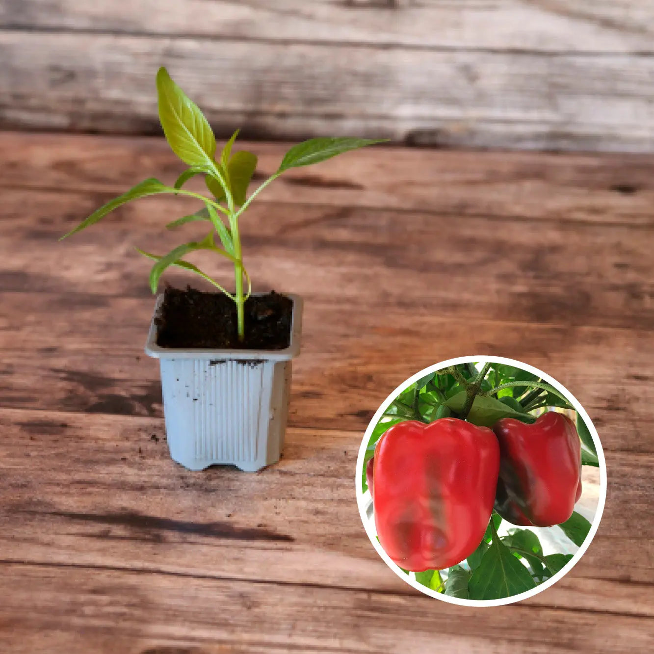 POIVRON CALIFORNIA WONDER AB - PLANT