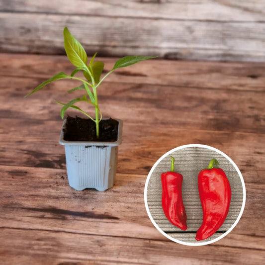 POIVRON DI TORO ROSSO PLANT AB