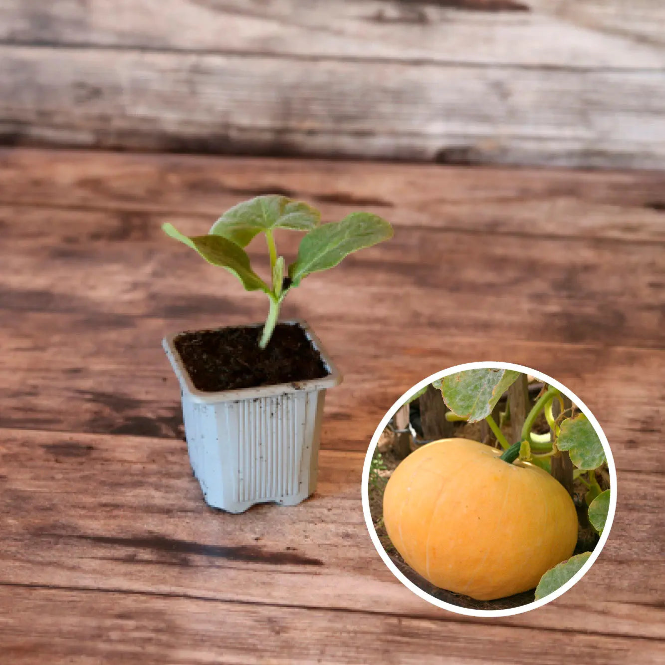 POTIRON JAUNE GROS DE PARIS AB - PLANT